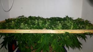 post-33182-0-93272500-1453801374_thumb.j