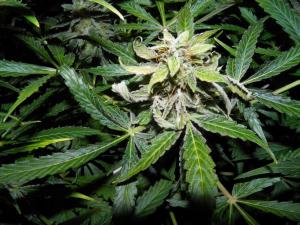 post-34295-0-67209000-1453499316_thumb.j