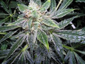 post-34295-0-71023600-1453757000_thumb.j