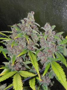 post-34295-0-94873000-1451921961_thumb.j