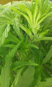 post-36027-0-03209400-1452017537_thumb.j