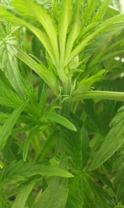 post-36027-0-23354400-1452017563_thumb.j