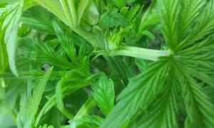 post-36027-0-52498600-1452017678_thumb.j