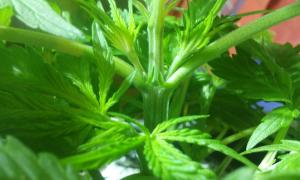 post-36027-0-96024500-1451920865_thumb.j