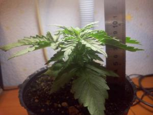 post-38011-0-28147900-1452017335_thumb.j