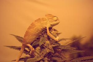 post-40850-0-27298900-1453573274_thumb.j