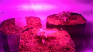 post-42897-0-38059700-1452923738_thumb.j