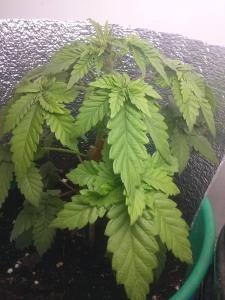 post-45813-0-61857000-1453685895_thumb.j