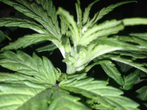 post-47048-0-31208200-1451991635_thumb.j