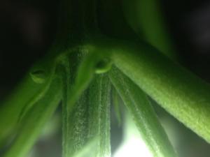 post-47048-0-50048500-1451991478_thumb.j