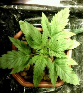 post-1326-0-43271100-1360013120_thumb.jp