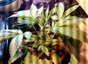 post-1326-0-53510300-1360619785_thumb.jp