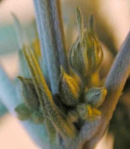 post-2801-0-08489800-1360873936_thumb.jp