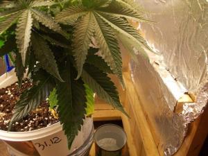 post-3021-0-03291100-1361069052_thumb.jp