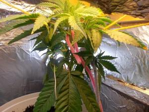 post-3021-0-04414700-1360714158_thumb.jp