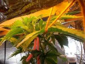 post-3021-0-04522500-1360714204_thumb.jp