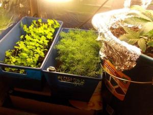 post-3021-0-07429300-1360714521_thumb.jp