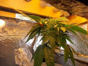 post-3021-0-11223400-1359860671_thumb.jp