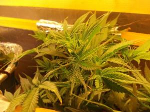 post-3021-0-14719500-1361333934_thumb.jp