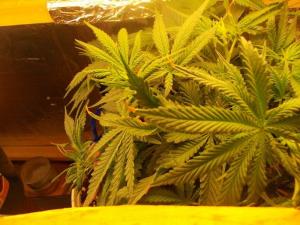 post-3021-0-15070000-1361069040_thumb.jp