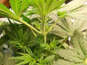 post-3021-0-28170900-1361828788_thumb.jp