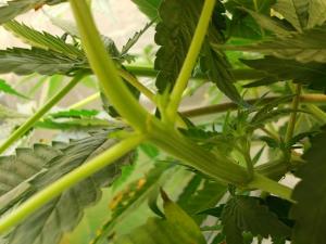 post-3021-0-46165200-1361931304_thumb.jp