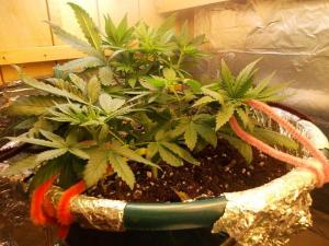 post-3021-0-59455200-1361749759_thumb.jp