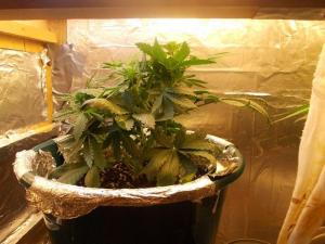 post-3021-0-64558900-1361749795_thumb.jp