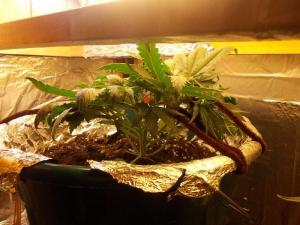 post-3021-0-67820000-1361333945_thumb.jp