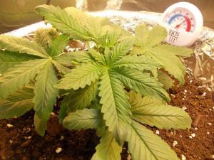 post-3021-0-70039000-1360714570_thumb.jp