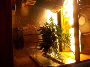 post-3021-0-70560500-1361749571_thumb.jp