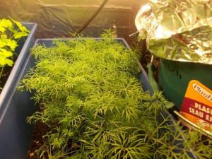 post-3021-0-74464500-1360714554_thumb.jp