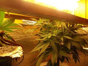 post-3021-0-90467300-1361333956_thumb.jp