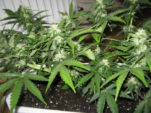 post-3677-0-33931500-1361442471_thumb.jp