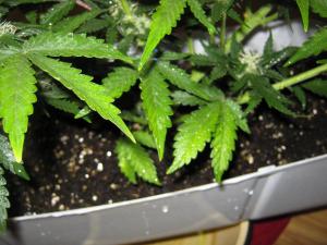 post-3677-0-39417700-1361442219_thumb.jp