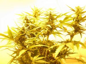 post-3677-0-39895200-1361698201_thumb.jp