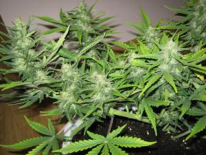 post-3677-0-63980200-1361998421_thumb.jp