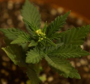 post-4233-0-39947900-1360916533_thumb.jp