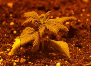 post-4233-0-75649200-1361363754_thumb.jp