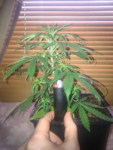 post-4932-0-40024300-1361958631_thumb.jp