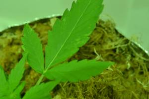 post-12498-0-28969300-1392827074_thumb.j