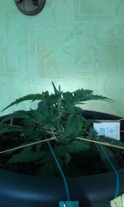 post-15755-0-60775300-1392272793_thumb.j