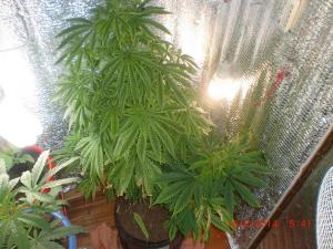 post-17835-0-59470500-1392732209_thumb.j