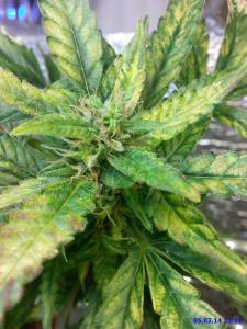 post-19386-0-81293500-1391631785_thumb.j