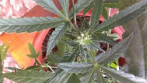 post-20103-0-09153100-1391938005_thumb.j