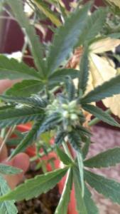 post-20103-0-73250700-1391939675_thumb.j