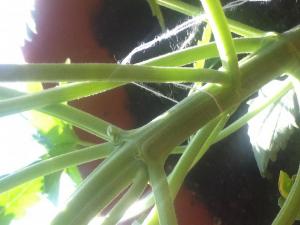 post-21609-0-14342700-1392969624_thumb.j