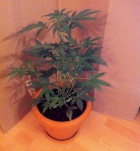 post-21609-0-51083600-1393508183_thumb.j