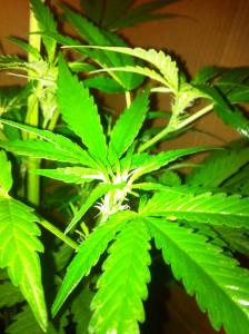 post-21609-0-62369700-1393508283_thumb.j