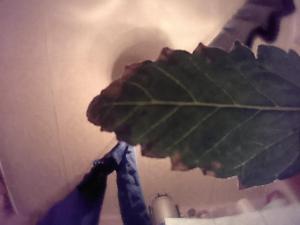 post-21892-0-04799500-1392334215_thumb.j